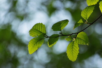 Fototapeta na wymiar Green Leaves on a Stem in the Sunlight