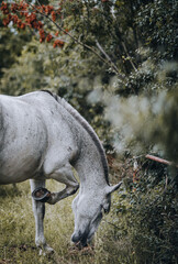 Obraz na płótnie Canvas horse in a field