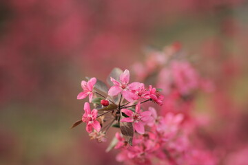 Hermosa flor fucsia en primer plano en el jard&iacute;n