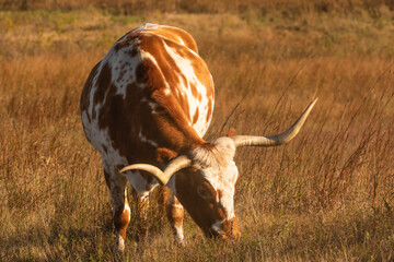 Longhorn cow grazing in a field in Texas 