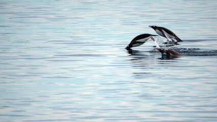 Raft of gentoo penguins (Pygoscelis papua) swimming in Cierva Cove, Antarctica