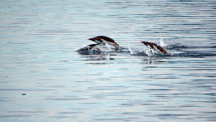 Naklejka premium Raft of gentoo penguins (Pygoscelis papua) swimming in Cierva Cove, Antarctica