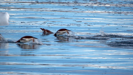 Obraz premium Raft of gentoo penguins (Pygoscelis papua) swimming past an iceberg in Cierva Cove, Antarctica