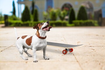 Cute dog rides a skateboard outdoors on a hot day.