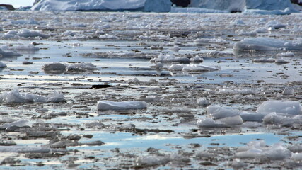 Small icebergs and sea ice floating in Cierva Cove, Antarctica