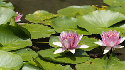 池に浮かぶピンクと白のマダラ模様の睡蓮