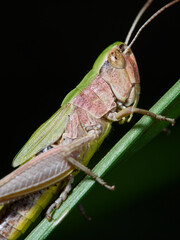 grasshopper on a leaf