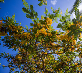 Green Leaves and Saffron Yellow Tree.