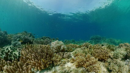 Underwater fish reef marine. Tropical colourful underwater seascape. Philippines.