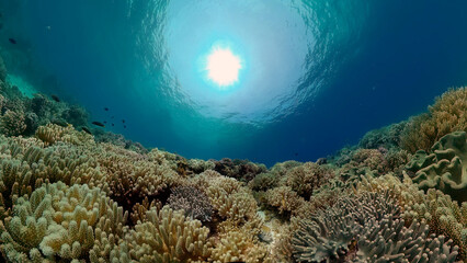 Tropical coral reef. Underwater fishes and corals. Philippines.