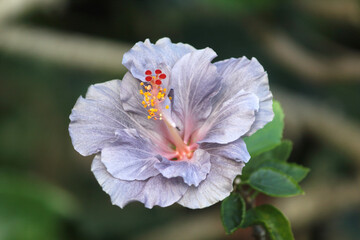 Close up of a purple tropical hibiscus flower on a plant in a garden