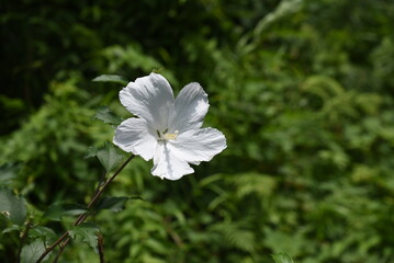 Rose of sharon flowers. Malvaceae deciduous shrub. The flowering season is from July to October. Korean national flower.