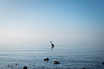 Ave solitaria en el mar parada en una roca con cielo azul - obrazy, fototapety, plakaty