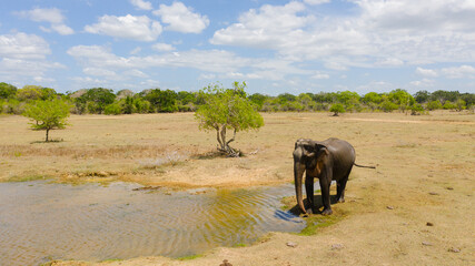 Wild Ceylon elephant in its natural habitat. Kumana National Park. Sri Lanka.