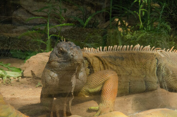 Iguana sunbathing. An iguana in a zoo. An iguana in an artificial habitat at a zoo. Iguana next to a glass shield.