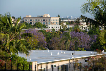 Afternoon view of the blooming jacarandas and skyline of historic downtown Fullerton, California,...