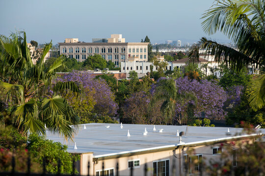Afternoon view of the blooming jacarandas and skyline of historic downtown Fullerton, California, USA.