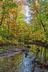Leaves of color everywhere adding to the beauty - Fall in Central Ontario, Canada