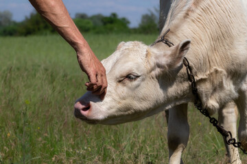 A man's hand pats a calf on the head.A calf with a chain around his neck grazes in a meadow.The...
