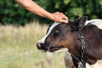 A man's hand pats a calf on the head.A calf with a chain around his neck grazes in a meadow.The concept of domestic animal husbandry.