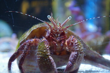 Face to face with a Hermit