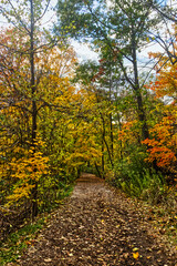 Fototapeta na wymiar Path laden with yellow maple leaves - Fall in Central Ontario, Canada