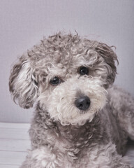 Cute poodle puppy - Silver poodle