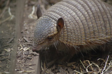 Armadillo close-up