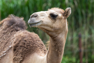 Close-up of the head of a camel