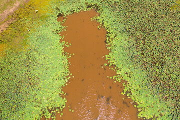 The surface of a lake or swamp with aquatic vegetation in Sri Lanka.