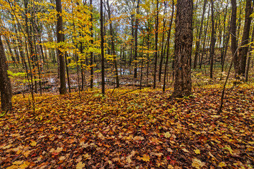 Rivers and woods in the fall - Fall in Central Ontario, Canada