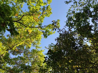 leaves against blue sky