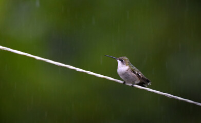 Green Hummingbird in Rain Shower, Perched