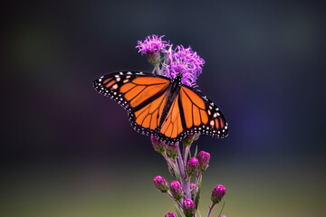 Monarch Butterfly on Purple Liatris Flowers