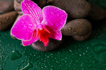 Orchid flower and stones in water drops on a dark green background.Pink orchid flowers and gray stones.Photo wallpaper with stones and flowers.