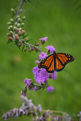 Monarch Butterfly on Purple Liatris Flowers, Artistic