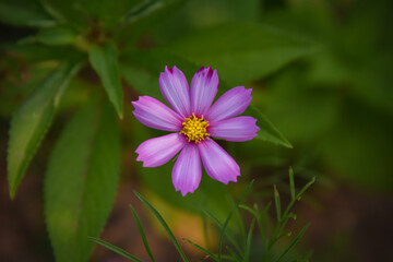 Small Purple Flower with Yellow Center, Close-Up