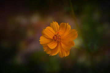 Soft Orange Flower with Golden Light, Bokeh
