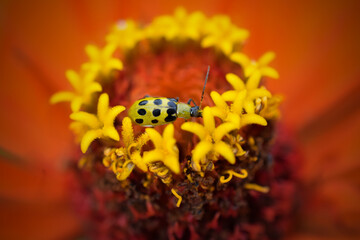 Yellow Beetle on Orange Zinnia Flower Close-Up