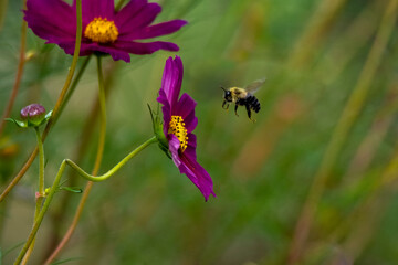 Bumble Bee Flying to Purple Flower