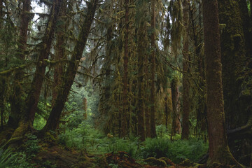 Obraz premium Beautiful Old Growth Forest of Washington’s Olympic Peninsula