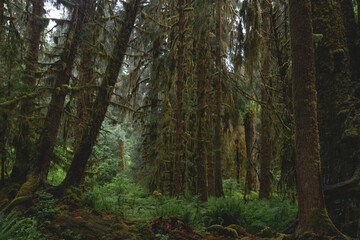 Beautiful Old Growth Forest of Washington’s Olympic Peninsula