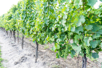 Grape vines in Vineyards, Niagara Falls area, Ontario, Canada. 
