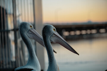 pelican on the pier