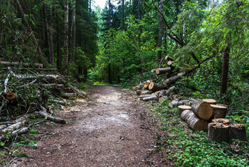 Sawn trees that fell over a forest road in sunny summer day.