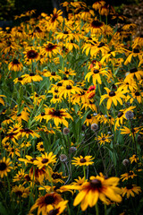 Field of yellow Daisy flowers.