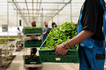 Closeup of caucasian man hands holding bio production of green lettuce from sustainable source for...