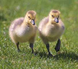 Springtime goslings in the grass