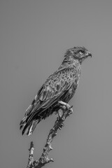 Brown snake Eagle - black and white image Kruger Park