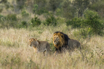 Mating Pair of lions making their way through long grass